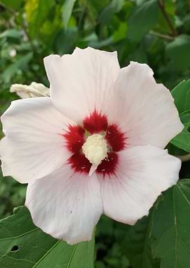 Hibiscus white