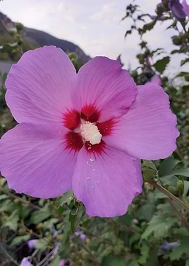 Hibiscus pink