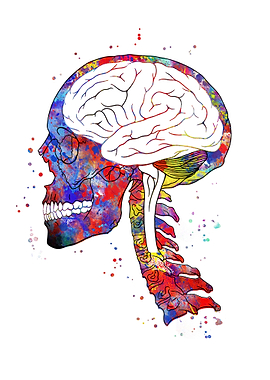 Skull and brain