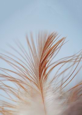Feather Leaves
