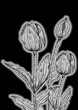 tulips