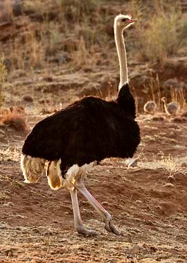 Ostrich