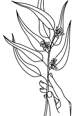 Seeded eucalyptus line art