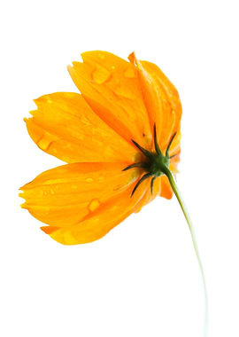 Yellow fLower and dew