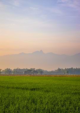 morning silhouette mount