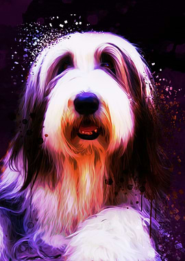 Bearded Collie