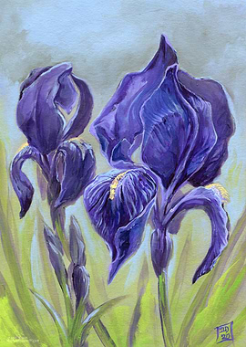 Bearded Irises
