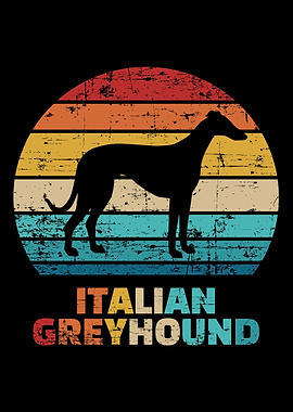 Italian Greyhound