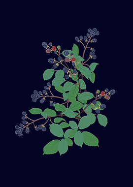 Blackberry Bush