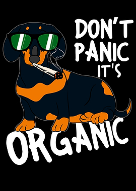 Kiffen Kiffender Dachshund