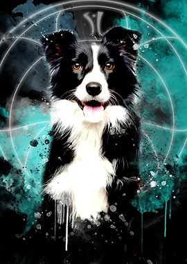 Border Collie