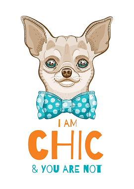 chihuahua