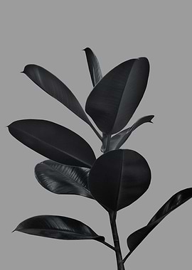 Ficus Finesse 3