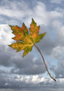 Maple leaf in autumn