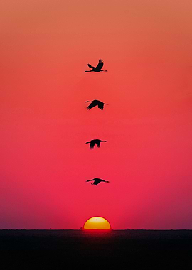Birds Sunset