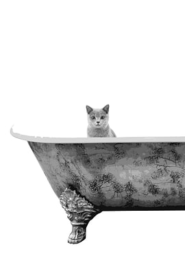 Grey Cat Bathing
