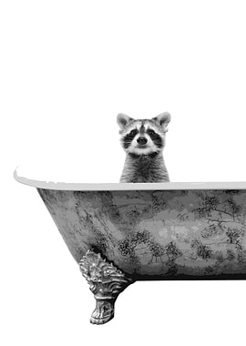 Raccoon Bathing