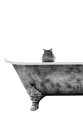Longhair Cat Bathing