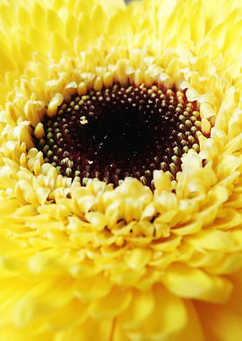 Yellow Germini Gerbera