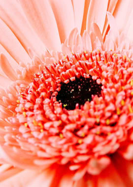 Coral Germini Gerbera