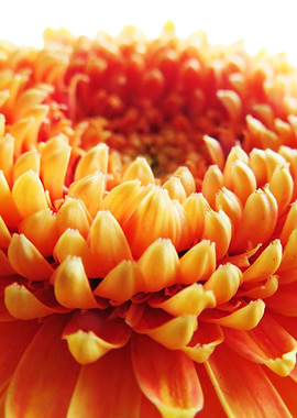 Orange Germini Gerbera