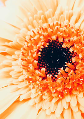Yellow Germini Gerbera
