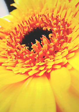 Yellow Gerbera Germini