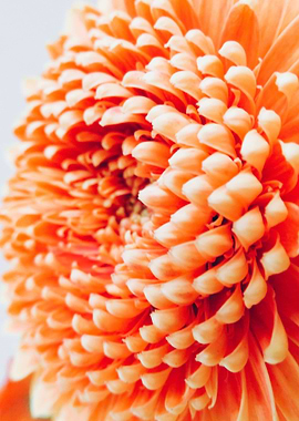 Orange Gerbera Germini