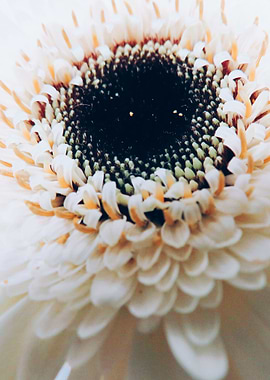 White Gerbera Germini