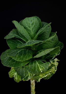 Brassica cabbage
