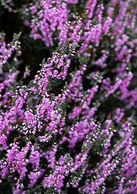 Purple Heather