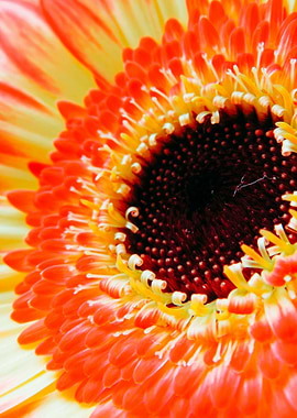 Yellow Orange Germini