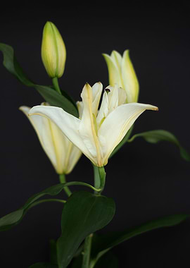 White lilies