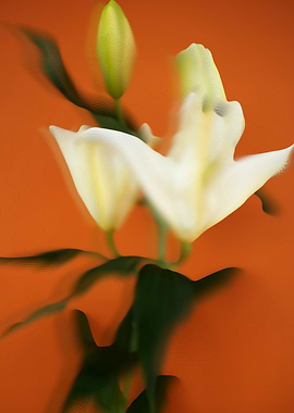 White lilies