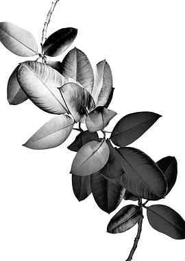 Yin Yang Ficus Glam 2