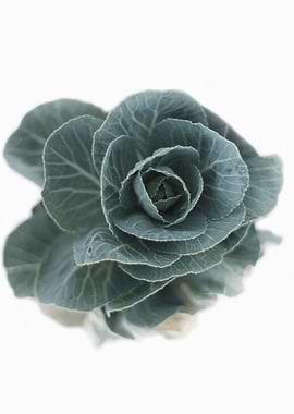 Braccica cabbage