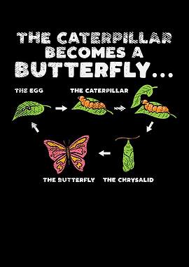 Caterpillar Butterfly