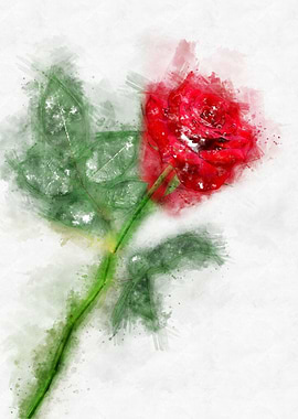 watercolor red rose
