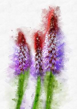 red purple wild flowers