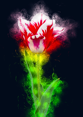 orange rose watercolor