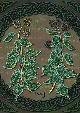 Celtic Ivy