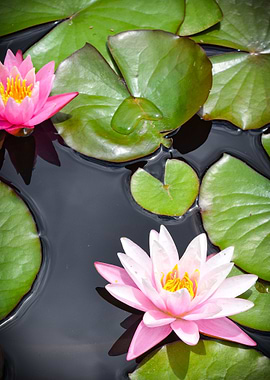 Pink Water Lily