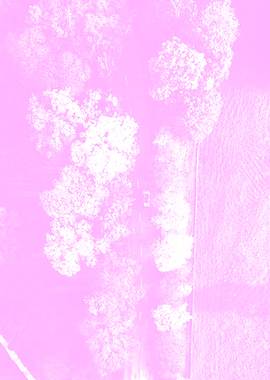 Pink Trees Poster