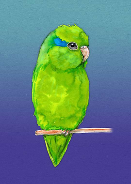 Green parrotlet