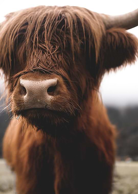 Scottish Highland Cow