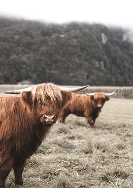Scottish Highland Cow
