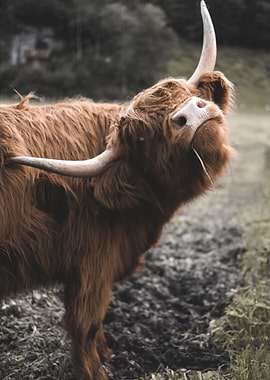 Scottish Highland Cow