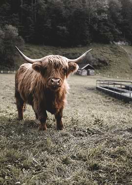 Scottish Highland Cow