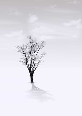 lonely tree in the snow