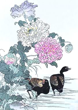 Moorhens And Chrysanthemum
